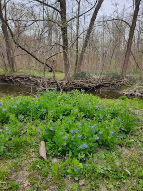 A lush patch of blue flowers in a forested area near a calm stream, surrounded by bare trees and greenery.